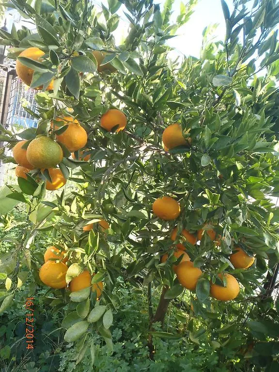 Sirin Pension Fethiye 2*,