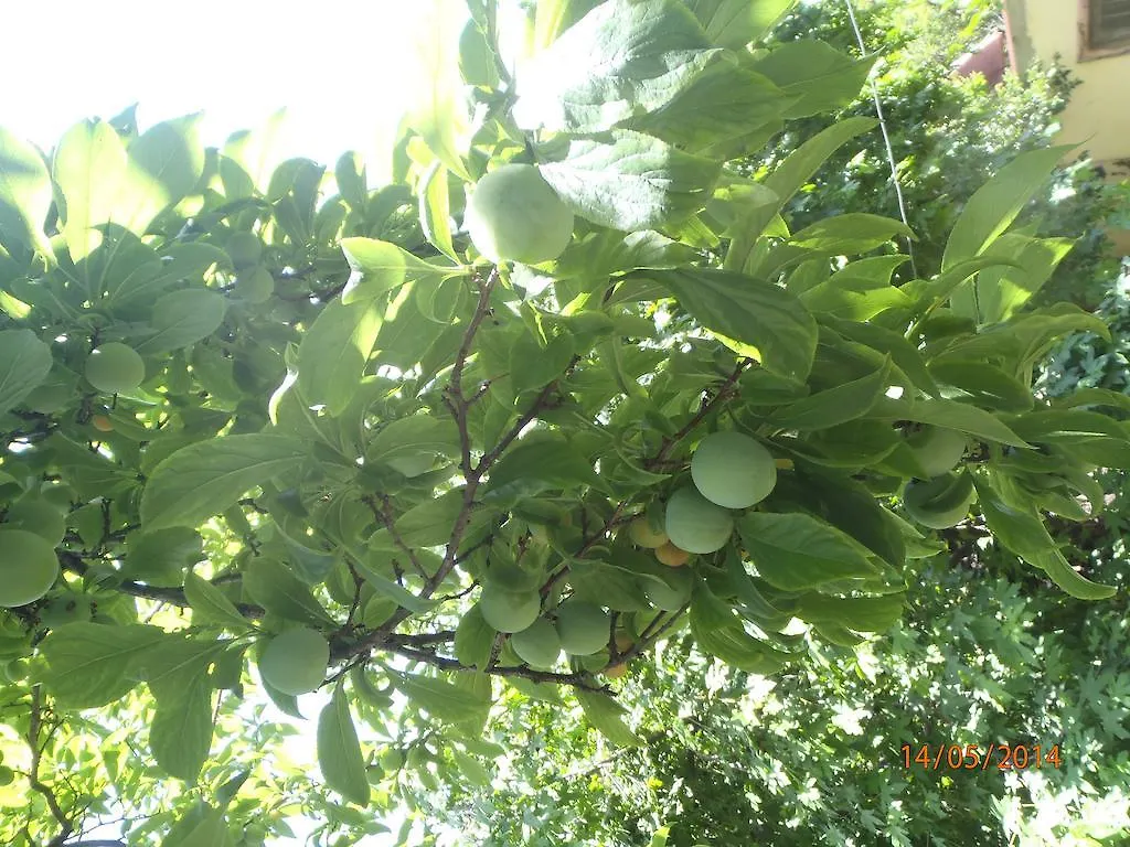 시린 펜션 페티예